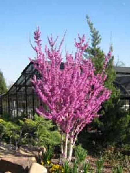 Cercis chinensis 'Avondale' / Chinesischer Judasbaum 'Avondale' mehrstämmig