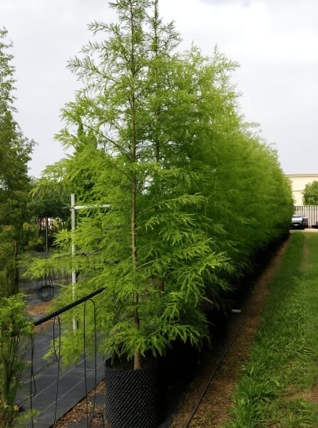 Taxodium distichum / Sumpf-Zypresse 400-450 cm C160, mehrstämmiger Baum im Container mit feinem, hellgrünem Nadelwerk