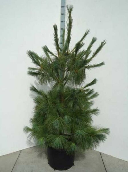 Pinus wallichiana / Tränen-Kiefer 125-150 cm C35, mehrstämmige Konifere im Container mit langen, weichen Nadeln