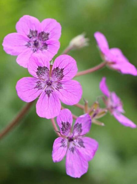 Pyrenäen-Reiherschnabel / Erodium manescavii