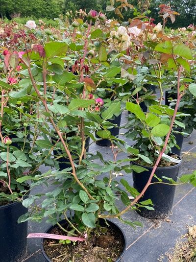 Rosa 'Freifrau Caroline' (Beetrose) im C5-Topf, aufrechter Rosenstrauch mit grünen Blättern und rosafarbenen Knospen.