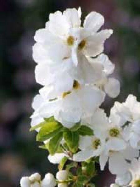 Exochorda serratifolia 'Snow White' / Prunkspiere 'Snow White'