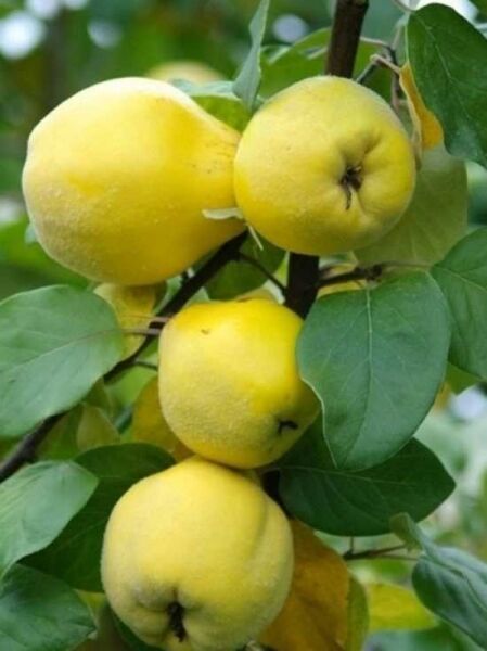 Portugiesische Birnen-Quitte 'Portugal' / Portugiesische Birnen-Quitte 'Portugal'