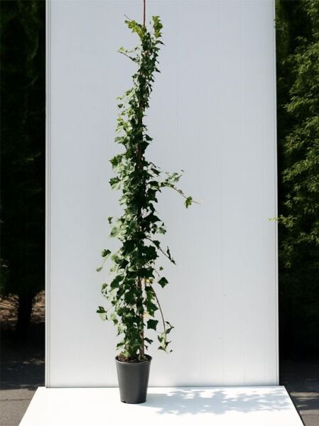 Irischer Efeu (Hedera hibernica / Hedera helix 'Hibernica') Kletterpflanze am Stab im Topf, 175–200 cm, C5