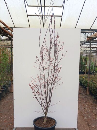 Fächer-Ahorn 'Atrolineare' / Japanischer Ahorn - Acer palmatum 'Atrolineare'