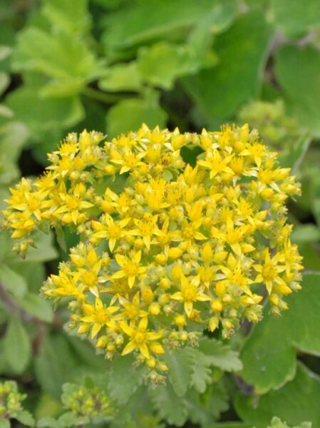 Sedum kamtschaticum var. middendorfianum / Kamtschatka-Fettblatt, Braunes Amur-Fettblatt
