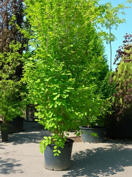 Stewartia pseudocamellia, Japanische Scheinkamelie, Sommerkamelie 300-350 cm C160 im Container mit grünem Laubtrieb