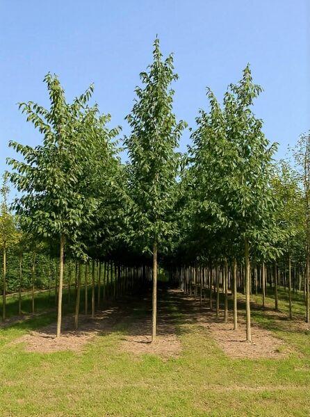Purpur-Erle (Alnus spaethii) Hochstamm 25-30 StU mit durchgehendem Stamm und dichter grüner Krone in Baumschule.