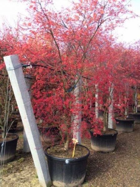 Japanischer Ahorn / Fächer-Ahorn 'Deshojo'  / Acer palmatum 'Deshojo'