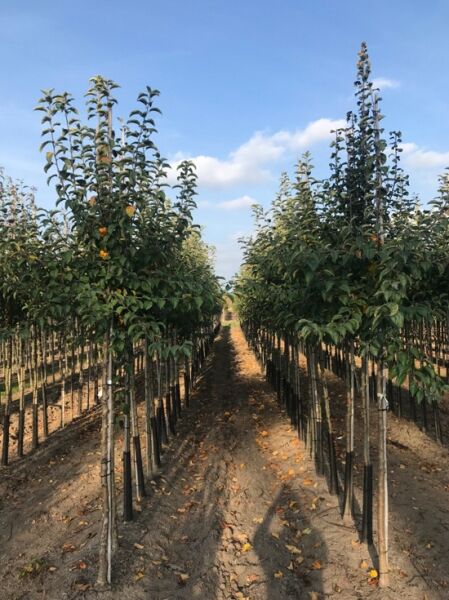 Malus domestica 'Gala' / Apfel 'Gala' Hochstamm 10-12 StU m. Db., Reihe junger Apfelbäume im Feld mit grünen Blättern