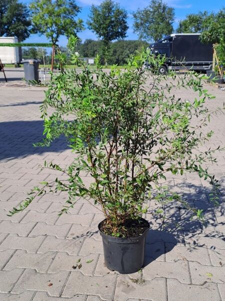 Weiße Rispen-Spiere 'Grefsheim' / Weiße Rispen-Spiere 'Grefsheim'