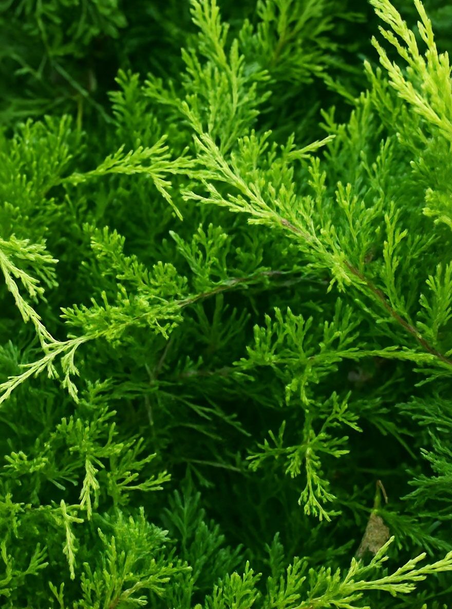 Kriechender Wacholder 'Repanda' - Juniperus communis 'Repanda' - Baumschule  NewGarden