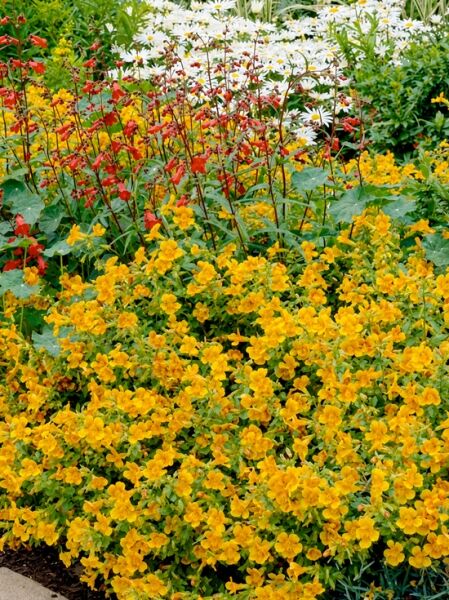 Garten-Gauklerblume 'Orange Glow' - Mimulus 'Orange Glow'
