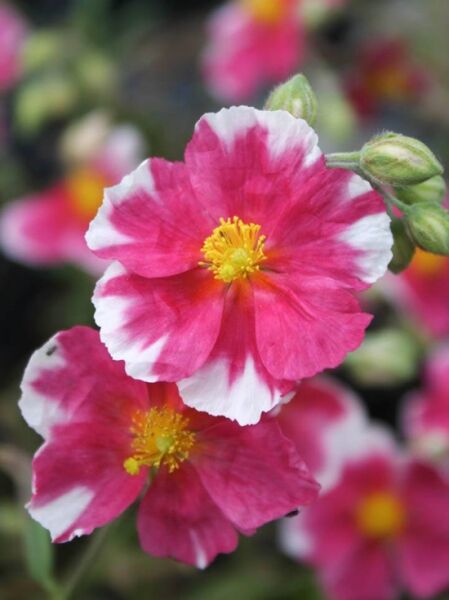 Sonnenröschen 'Raspberry Ripples' / Helianthemum cultorum 'Raspberry Ripples'