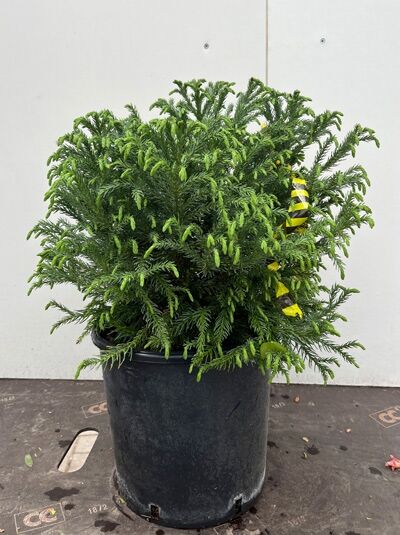 Zwerg-Hahnenkamm-Sicheltanne 'Globosa Nana' - Cryptomeria japonica 'Globosa Nana'