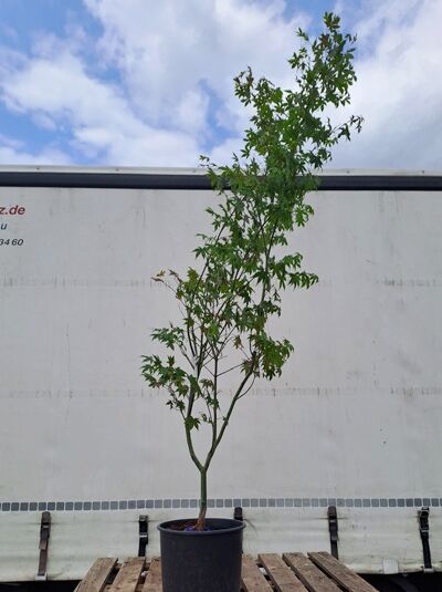 Japanischer Ahorn Acer palmatum „Osakazuki“, 175–200 cm, im Container, schlanker Stamm mit verzweigten Trieben und grünen Blättern.