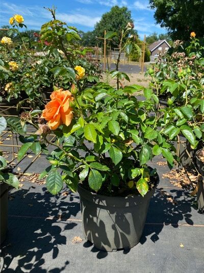 Rosa „Skyline“ / Kletterrose „Skyline“ C5 im Topf mit grünem Laub und orangefarbener Blüte auf Trieben