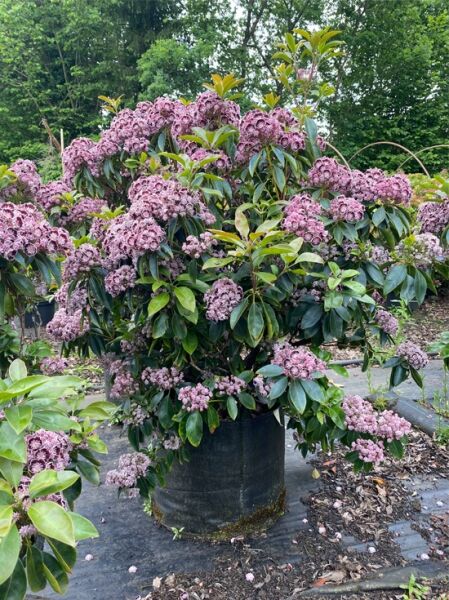 Kalmia latifolia 'Sterntaler', Lorbeerrose/Berglorbeer 'Sterntaler' als Solitär im Topf, ca. 90–100 cm, mit rosafarbenen Blütenständen