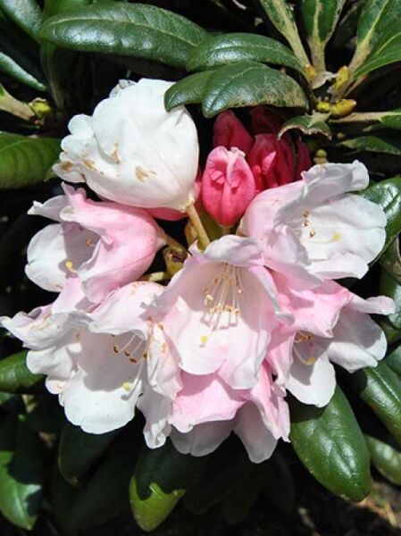 Rhododendron 'Yaku Angel' / Rhododendron yakushimanum 'Yaku Angel'