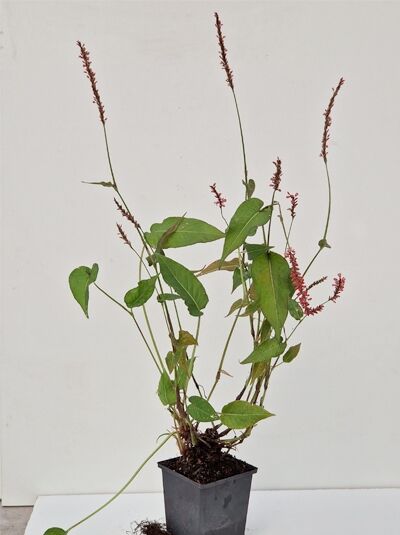 Kerzen-Knöterich 'Orangofield ®' (Bistorta amplexicaulis) P11 im Topf, grüne Blätter mit aufrechten, orange-rosafarbenen Blütenkerzen.