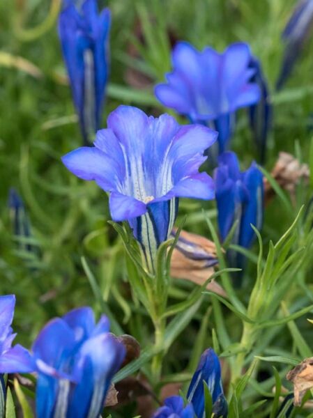 Herbst Enzian 'Blue Silk' / Gentiana sino-ornata 'Blue Silk'