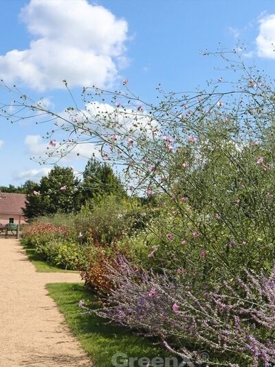 Hanfblättriger Eibisch / Althaea cannabina