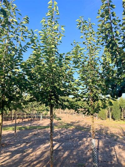 Prunus avium 'Early Rivers' / Süßkirsche 'Early Rivers', Hochstamm mit Stamm und grüner Krone im Baumschulquartier.