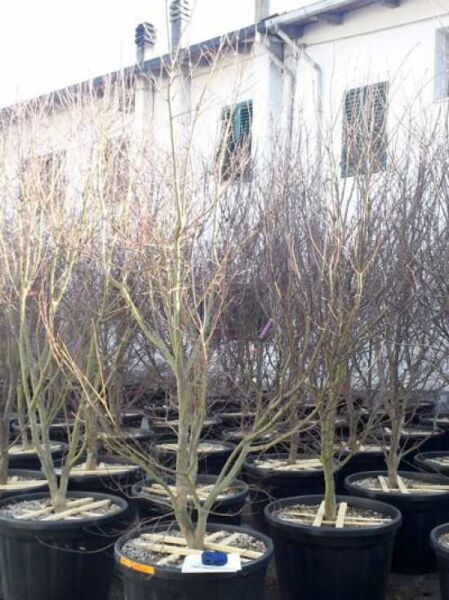 Japanischer Blut-Ahorn Acer palmatum 'Bloodgood' als laubfreier Jungbaum im Topf, Variante 250-300 cm C240.