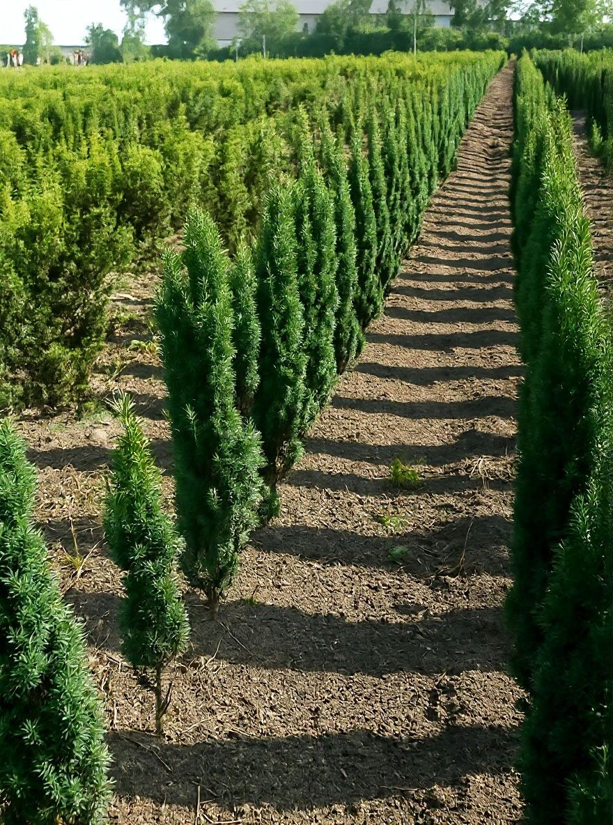 Schmale Sulen-Eibe - Taxus baccata 'Fastigiata Robusta' - Baumschule  NewGarden