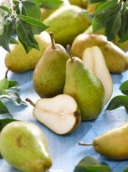Birne 'Gute Luise' / 'Gute Luise von Avranches' / Pyrus communis 'Gute Luise'