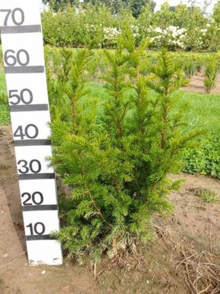 Taxus media 'Groenland' / Eibe 'Groenland', 50-60 cm, mit Ballen, immergrüner Strauch mit dichtem, grünem Nadelwerk.