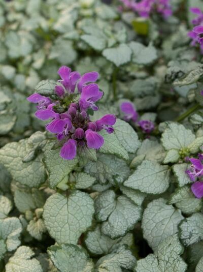 Gefleckte Taubnessel / Silber-Taubnessel 'Beacon Silver' / Lamium maculatum 'Beacon Silver'