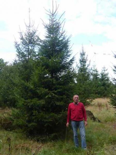 Picea abies (Fichte/Rottanne) 450-500 cm m. Db., hoher Nadelbaum mit dichtem, kegelförmigem Wuchs und grünen Nadeln
