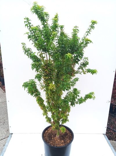 Japanischer Fächer-Ahorn Acer palmatum 'Kotohime', 100-125 cm, im C30-Topf, mehrstämmig mit grünem, gelapptem Laub