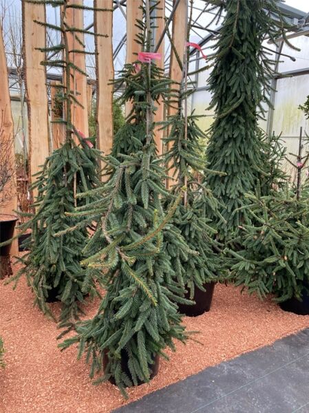 Picea abies 'Inversa' / Hänge-Fichte 'Inversa' 125-150 cm m. B., immergrüner Nadelbaum mit hängenden Zweigen im Topf