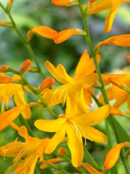 Garten-Monbretie 'George Davidson' / Crocosmia crocosmiiflora 'George Davidson'