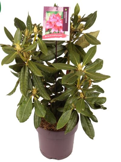 Rhododendron 'Nova Zembla' / Rhododendron Hybride 'Nova Zembla'
