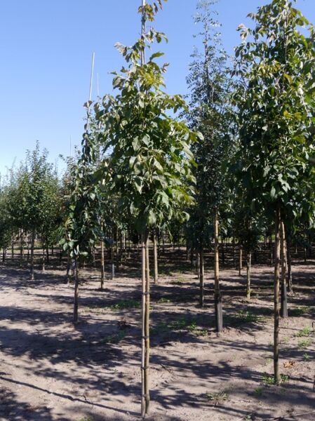 Fraxinus americana 'Autumn Purple' / Weiß-Esche 'Autumn Purple'