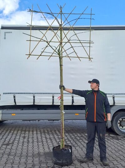 Prunus avium 'Lapins' / Süßkirsche 'Lapins' Hochstamm-Spalier im Container, Stamm mit Spaliergerüst aufgebunden.