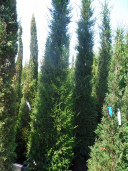 Cupressocyparis leylandii 'Pyramidalis' / Bastard-Zypresse 'Pyramidalis', 250–300 cm, im Container C50, schmaler Wuchs.