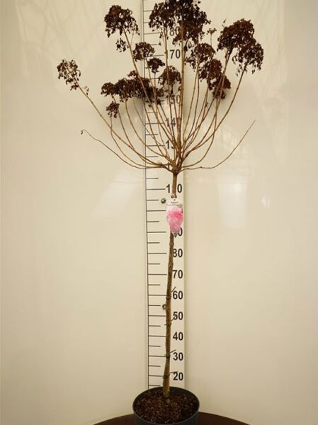 Rispen-Hortensie Hydrangea paniculata 'Sundae Fraise ®', 80 cm Stamm im Topf (C10) mit verzweigten Trieben und Blütenständen