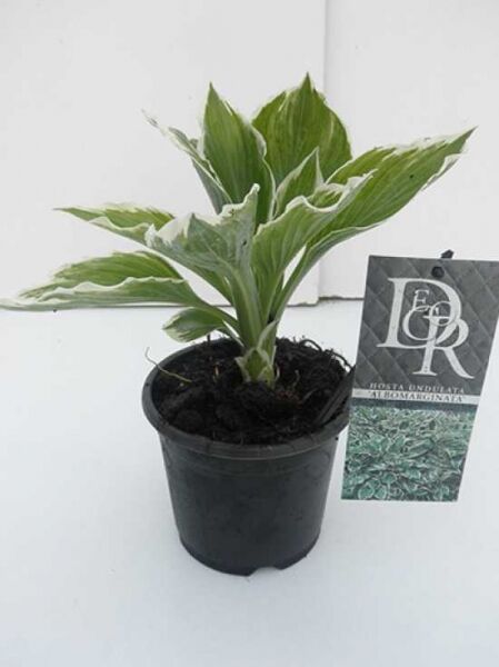 Weißrandige Wellblatt-Funkie (Hosta undulata) 'Albomarginata' C1 im Topf, grüne Blätter mit weißem Rand, Pflanzenetikett sichtbar.
