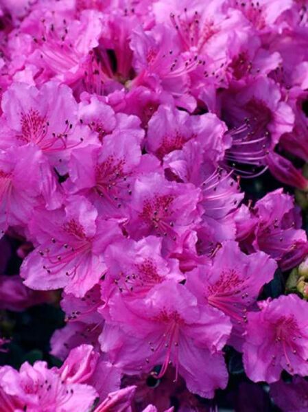 Japanische Azalee 'Königstein' / Rhododendron obtusum 'Königstein'