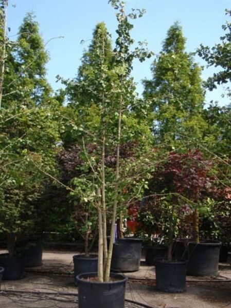 Ginkgo biloba (Ginkgobaum/Fächerblattbaum) mehrstämmig, ca. 300–350 cm, im Container C70 mit grünem Laub.