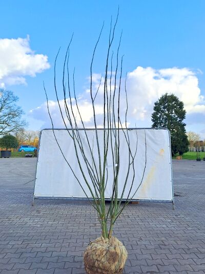 Eschen-Ahorn (Acer negundo) 250–300 cm, mehrstämmiger Jungbaum mit Drahtballen und aufrechten, kahlen Trieben.