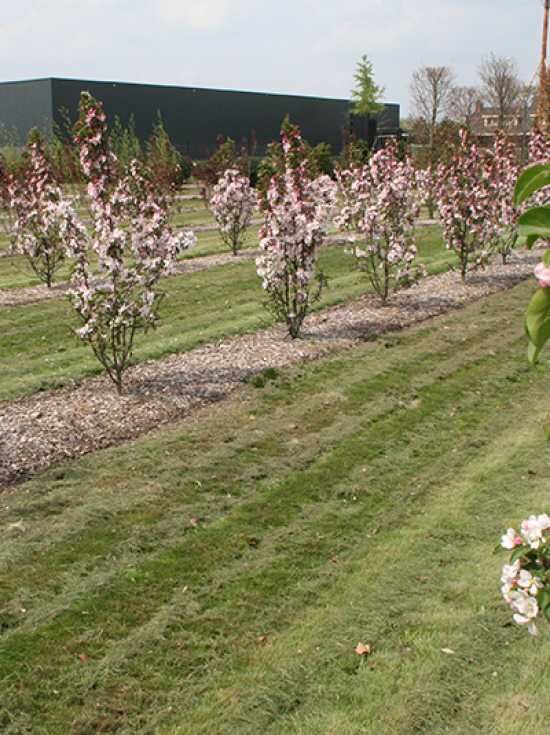 Zierapfel 'Red Sentinel' mehrstämmig / Malus 'Red Sentinel' kaufen
