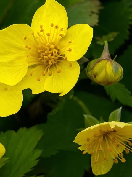 Gold-Erdbeere / Ungarwurz / Gold-Erdbeere / Ungarwurz