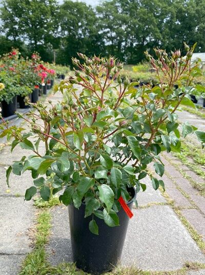 Rosa 'Heidefeuer'® (Bodendeckerrose) im Topf C5, kräftige grüne Triebe mit zahlreichen Knospen und glänzendem Laub