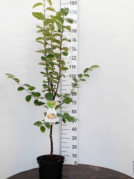 Birnen-Quitte (Cydonia oblonga) 'Vranja' im Topf, 150–175 cm, C7, junger Baum mit grünem Laub und Pflanzenetikett.
