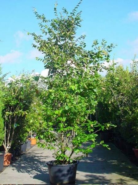 Eisenholzbaum 'Vanessa' / Parrotia persica 'Vanessa'